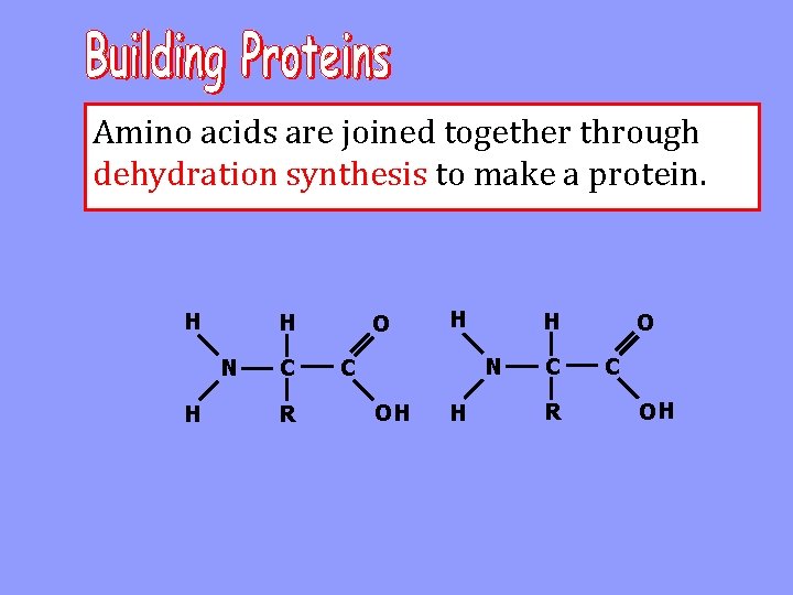 Amino acids are joined together through dehydration synthesis to make a protein. H H