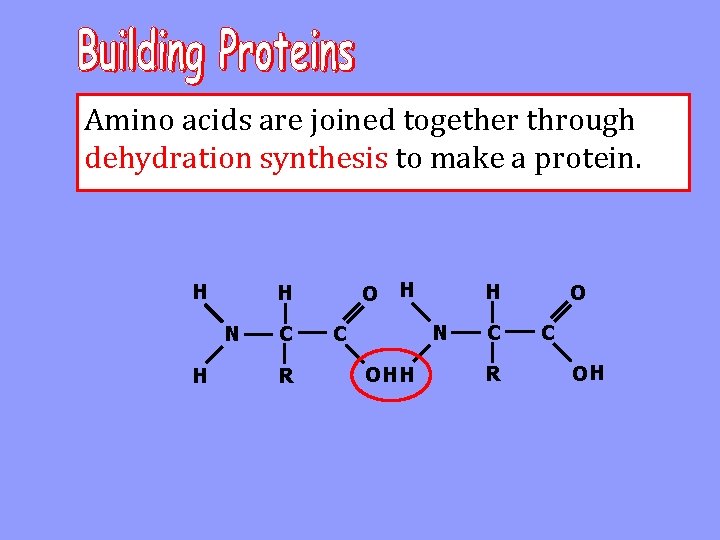 Amino acids are joined together through dehydration synthesis to make a protein. H H