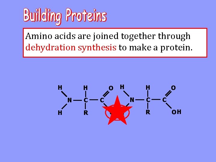 Amino acids are joined together through dehydration synthesis to make a protein. H H