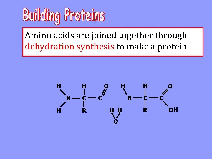 Amino acids are joined together through dehydration synthesis to make a protein. H N