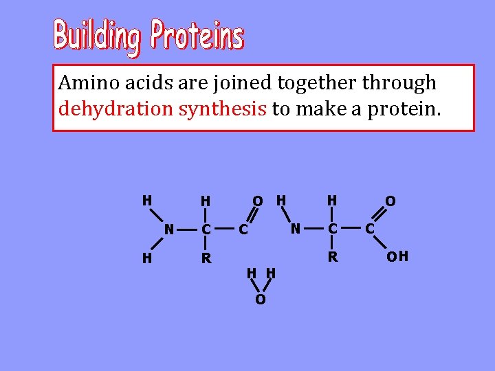 Amino acids are joined together through dehydration synthesis to make a protein. H N