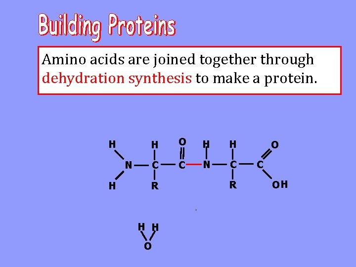 Amino acids are joined together through dehydration synthesis to make a protein. H N