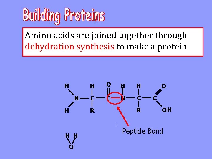 Amino acids are joined together through dehydration synthesis to make a protein. H N