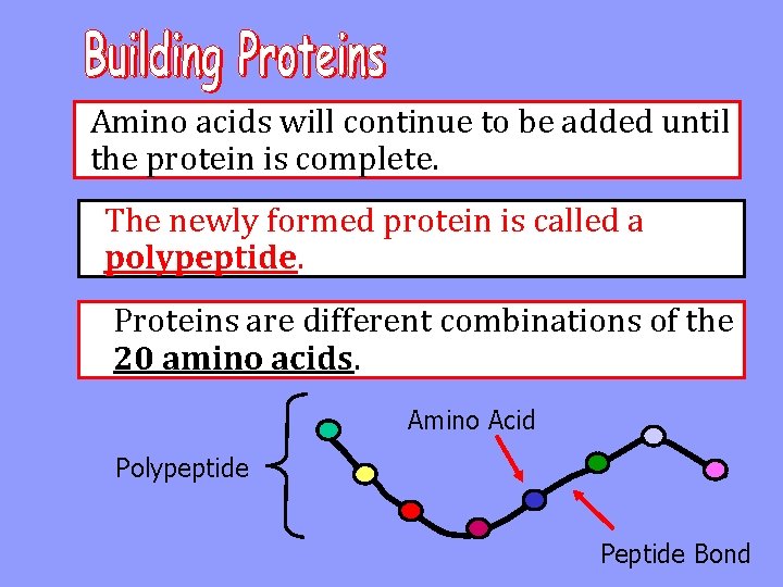 Amino acids will continue to be added until the protein is complete. The newly