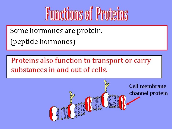 Some hormones are protein. (peptide hormones) Proteins also function to transport or carry substances