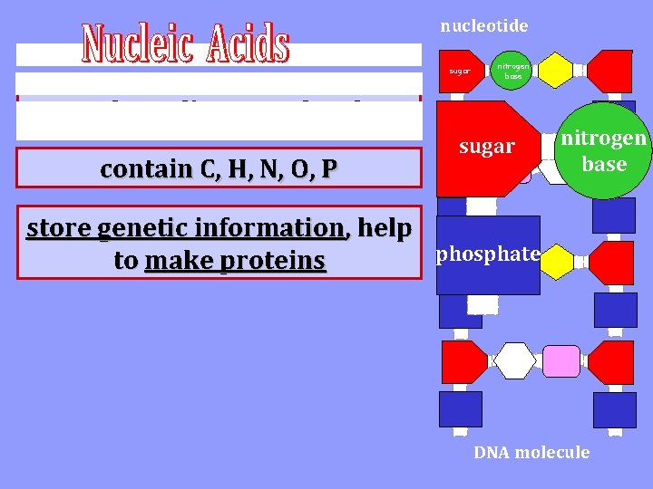 nucleotide nitrogen base sugar very large linear molecules contain C, H, N, O, P