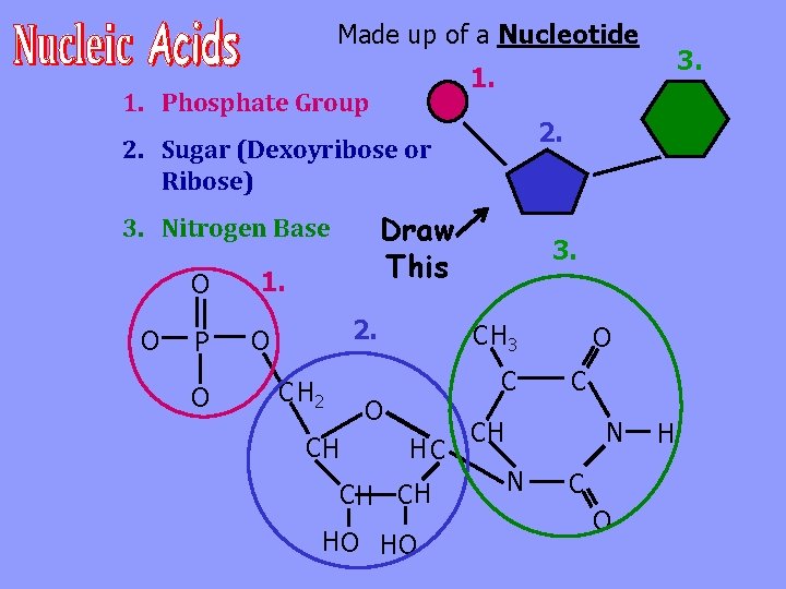 Made up of a Nucleotide 1. Phosphate Group 2. Sugar (Dexoyribose or Ribose) Draw