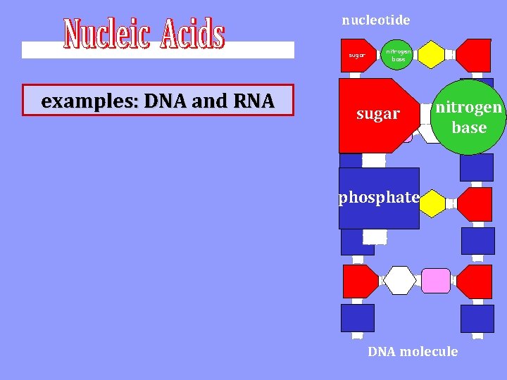 nucleotide nitrogen base sugar examples: DNA and RNA phosphate sugar nitrogen base phosphate DNA