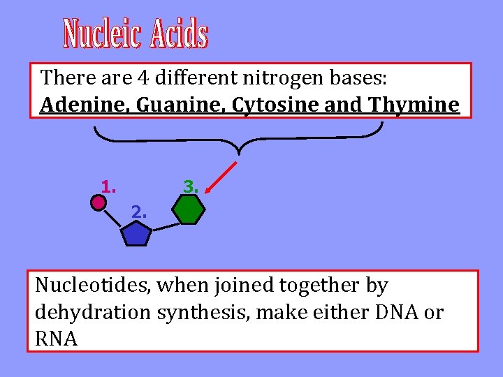 There are 4 different nitrogen bases: Adenine, Guanine, Cytosine and Thymine 1. 3. 2.