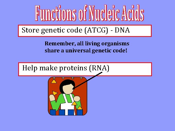 Store genetic code (ATCG) - DNA Remember, all living organisms share a universal genetic