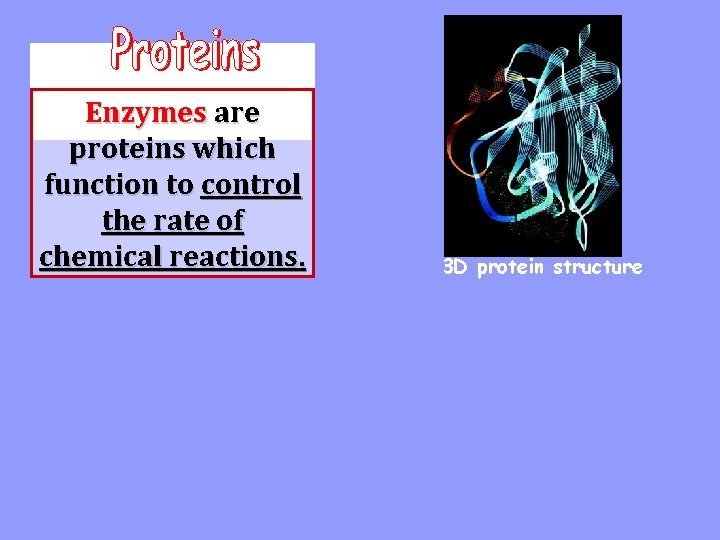 Enzymes are proteins which function to control the rate of chemical reactions. 3 D