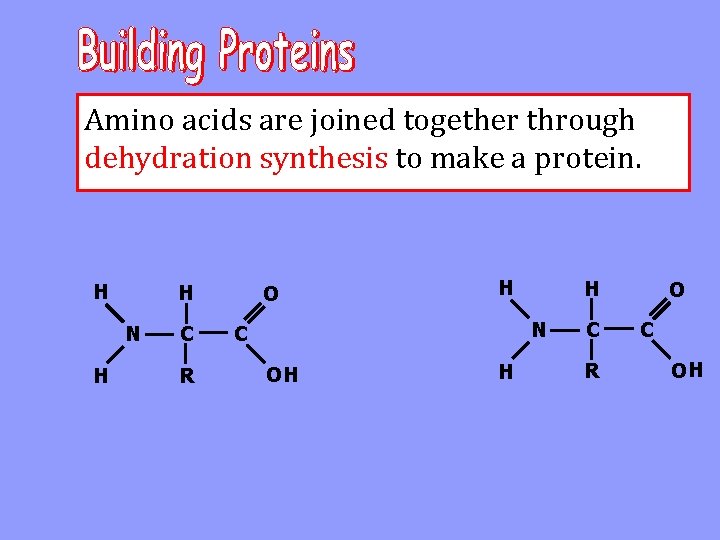 Amino acids are joined together through dehydration synthesis to make a protein. H H