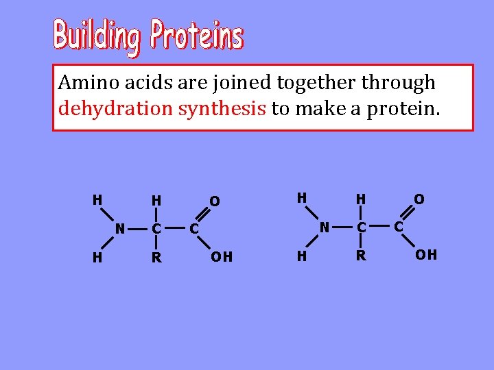 Amino acids are joined together through dehydration synthesis to make a protein. H H
