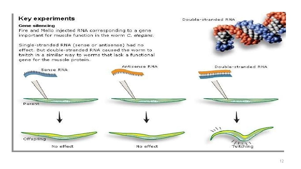 Discovery Inject worms with ds. RNA corresponding to a gene (important for muscle function)