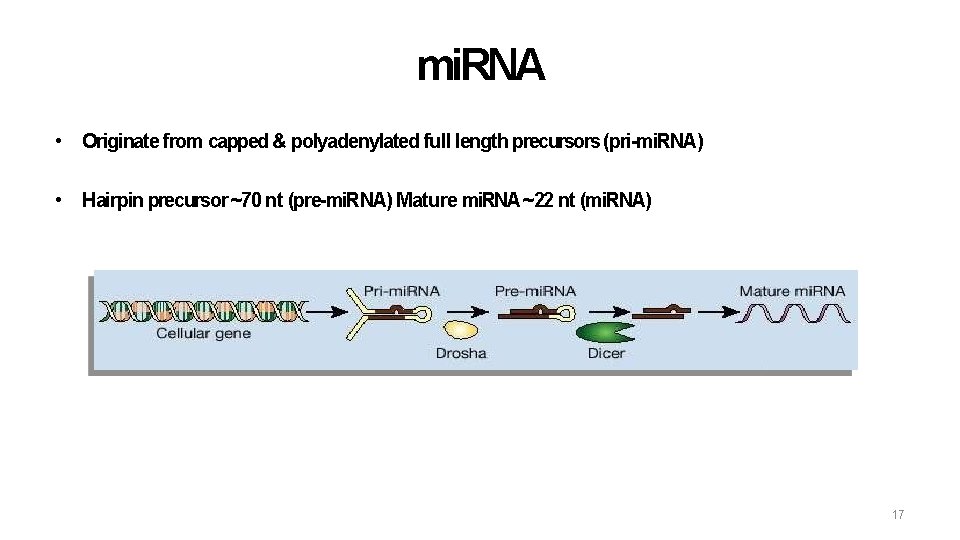 mi. RNA • Originate from capped & polyadenylated full length precursors (pri-mi. RNA) •