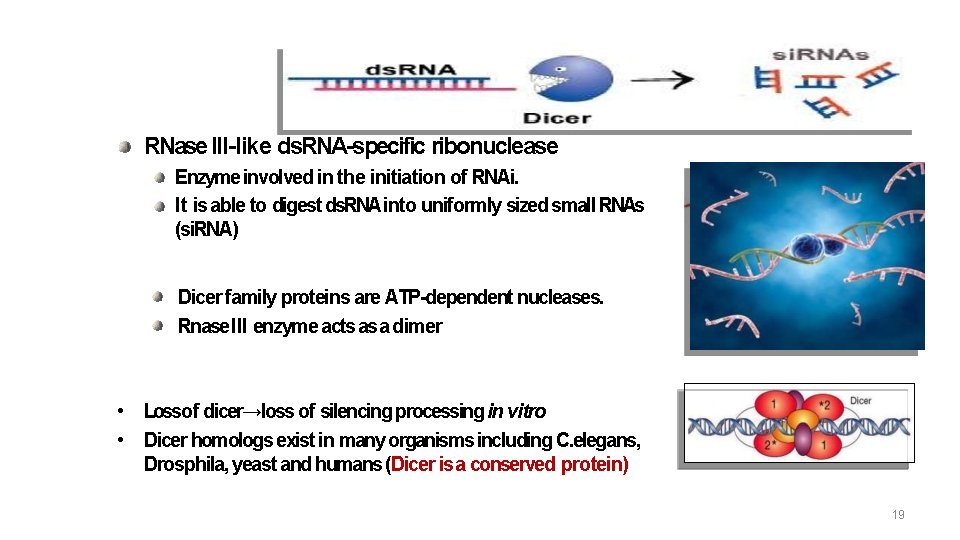 Dicer RNase III-like ds. RNA-specific ribonuclease Enzyme involved in the initiation of RNAi. It