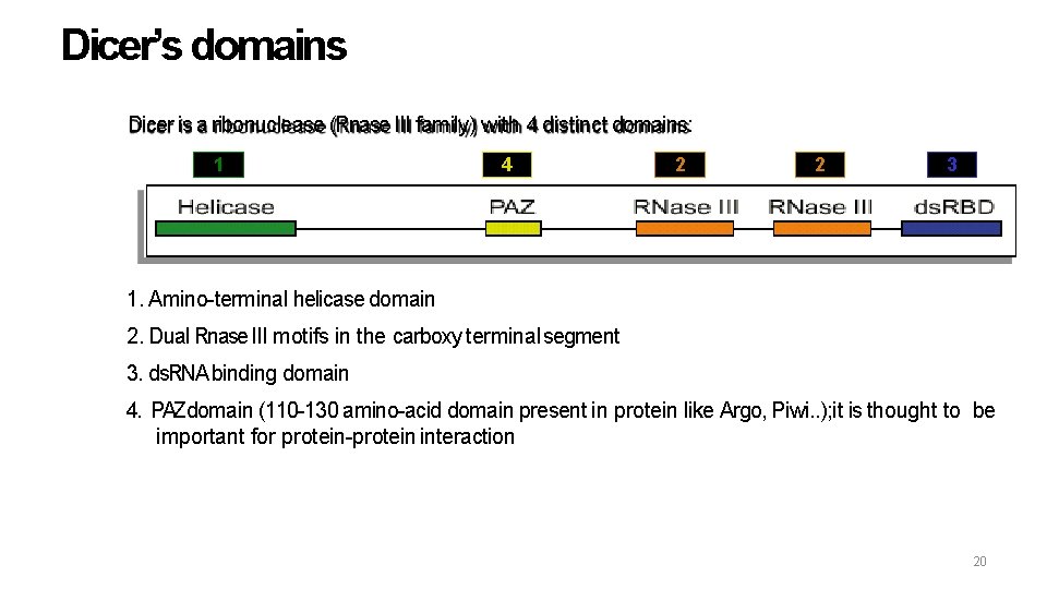 Dicer’s domains Dicer is a ribonuclease (Rnase III family) with 4 distinct domains: 1
