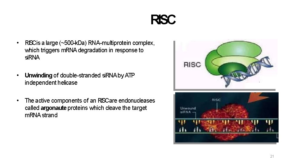 RISC • RISCis a large (~500 -k. Da) RNA-multiprotein complex, which triggers m. RNA