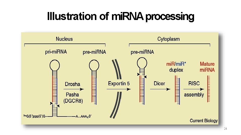 Illustration of mi. RNA processing 24 