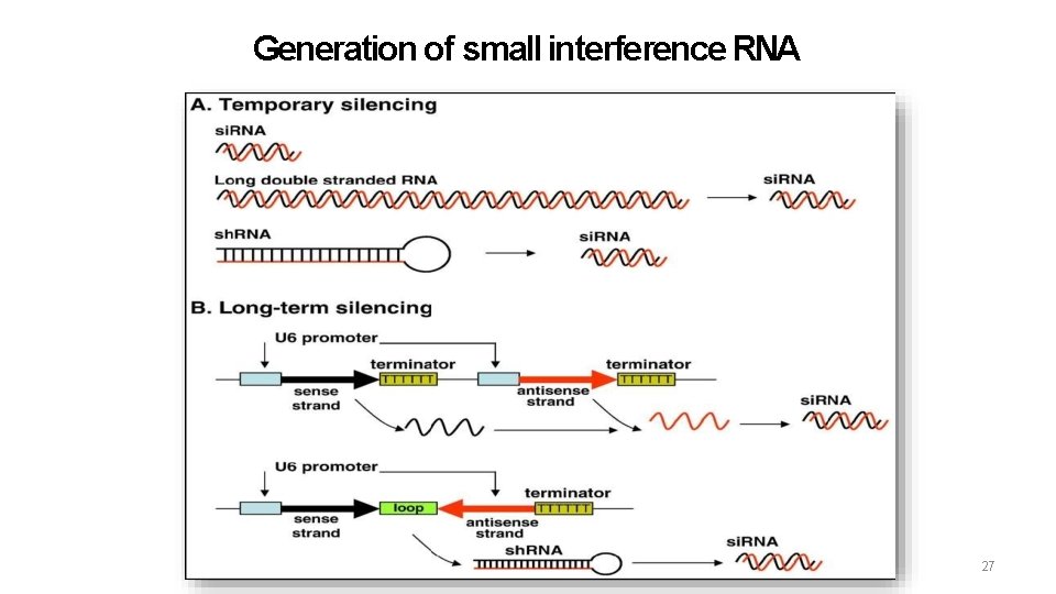 Generation of small interference RNA 27 