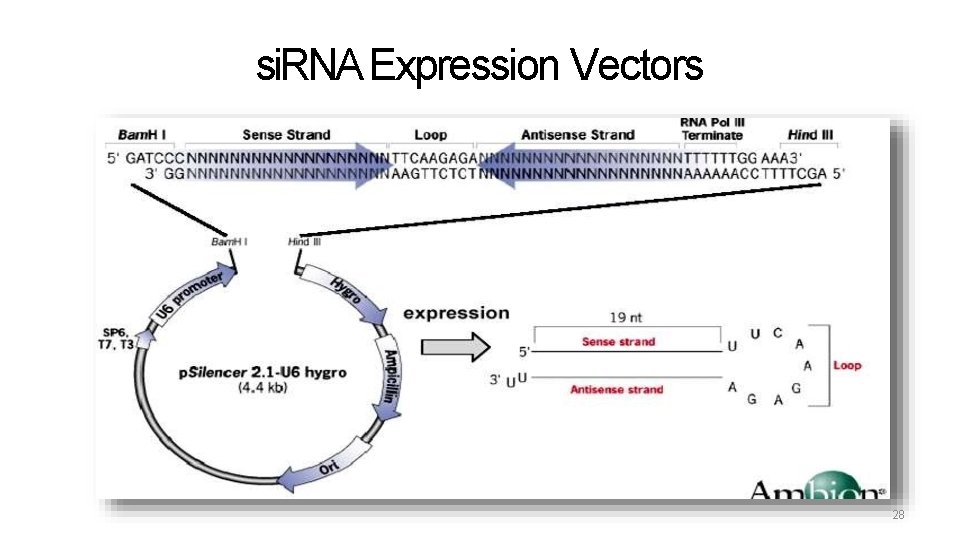 si. RNA Expression Vectors 28 