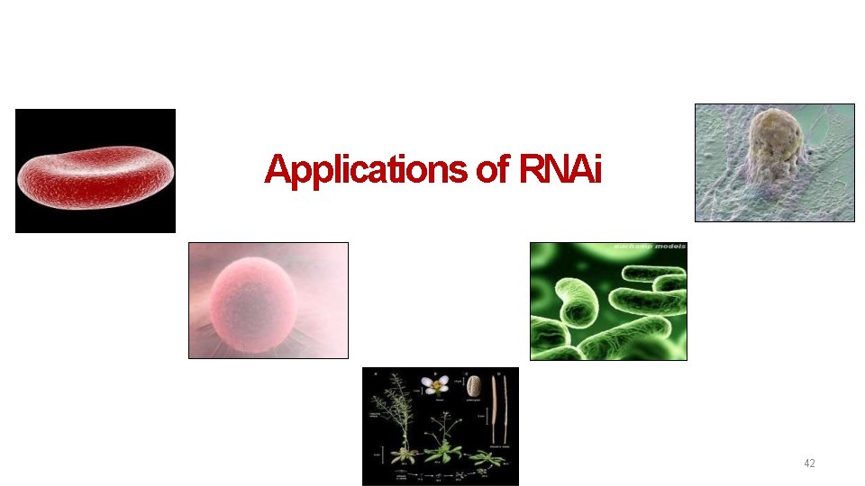 Applications of RNAi 42 