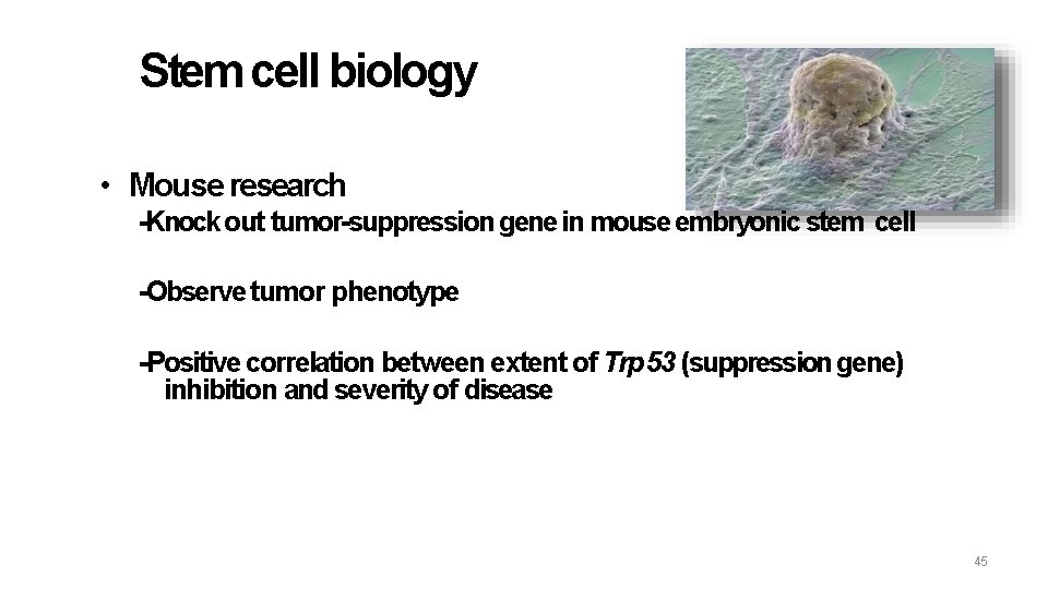 Stem cell biology • Mouse research -Knock out tumor-suppression gene in mouse embryonic stem