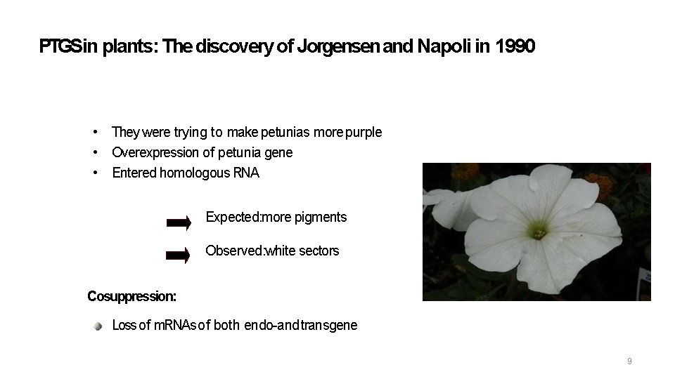 PTGSin plants: The discovery of Jorgensen and Napoli in 1990 • They were trying