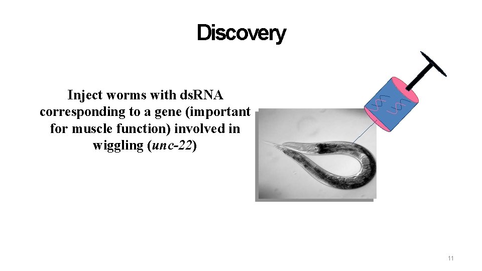 Discovery Inject worms with ds. RNA corresponding to a gene (important for muscle function)