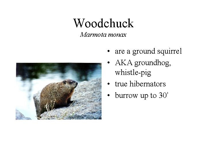 Woodchuck Marmota monax • are a ground squirrel • AKA groundhog, whistle-pig • true