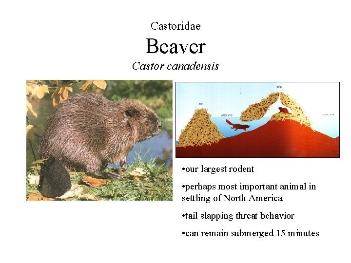 Castoridae Beaver Castor canadensis • our largest rodent • perhaps most important animal in