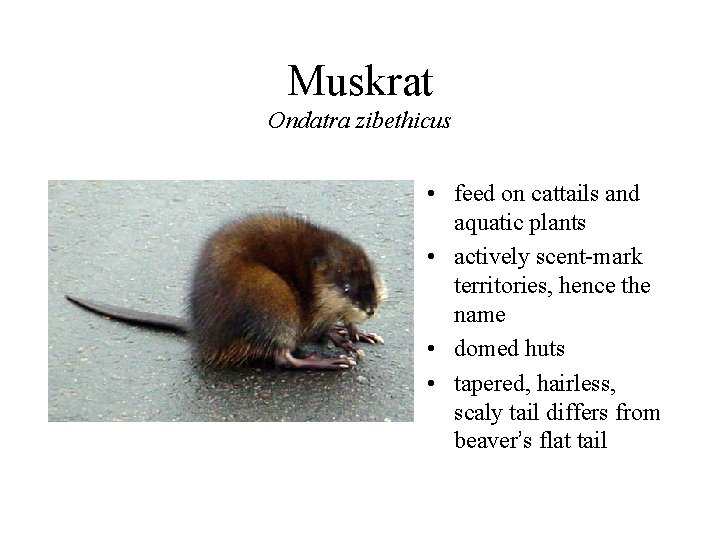 Muskrat Ondatra zibethicus • feed on cattails and aquatic plants • actively scent-mark territories,