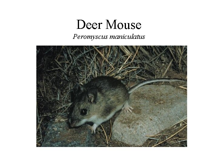 Deer Mouse Peromyscus maniculatus 