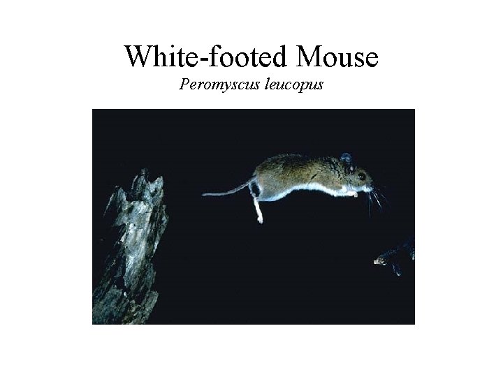 White-footed Mouse Peromyscus leucopus 