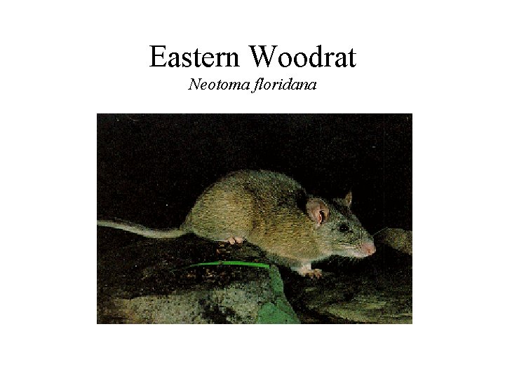 Eastern Woodrat Neotoma floridana 