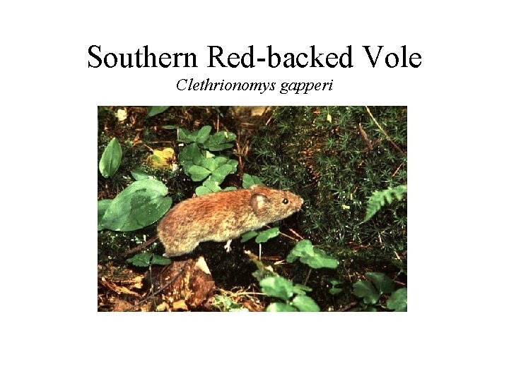 Southern Red-backed Vole Clethrionomys gapperi 