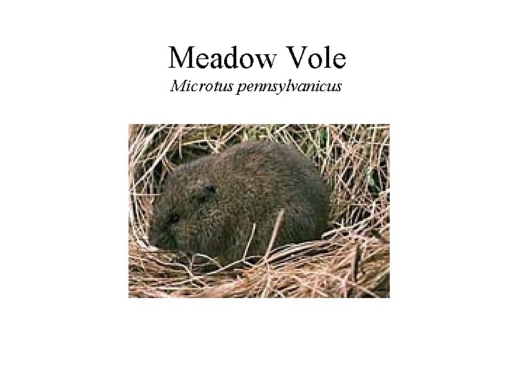 Meadow Vole Microtus pennsylvanicus 