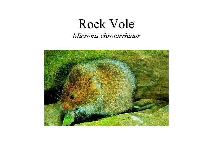 Rock Vole Microtus chrotorrhinus 