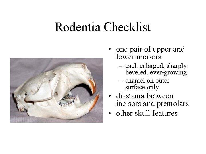 Rodentia Checklist • one pair of upper and lower incisors – each enlarged, sharply