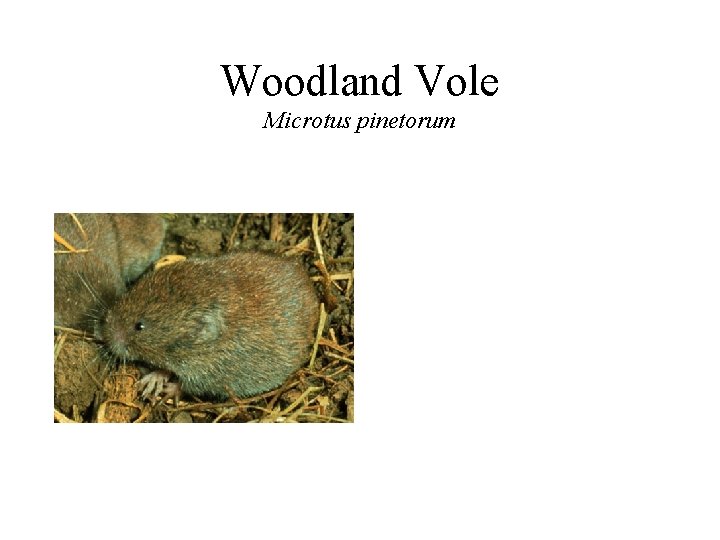 Woodland Vole Microtus pinetorum 