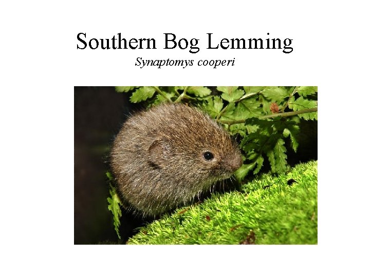 Southern Bog Lemming Synaptomys cooperi 