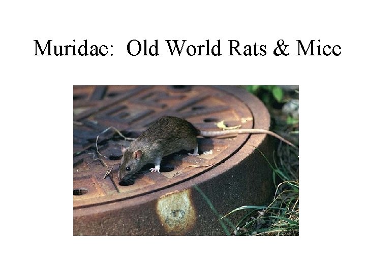 Muridae: Old World Rats & Mice 