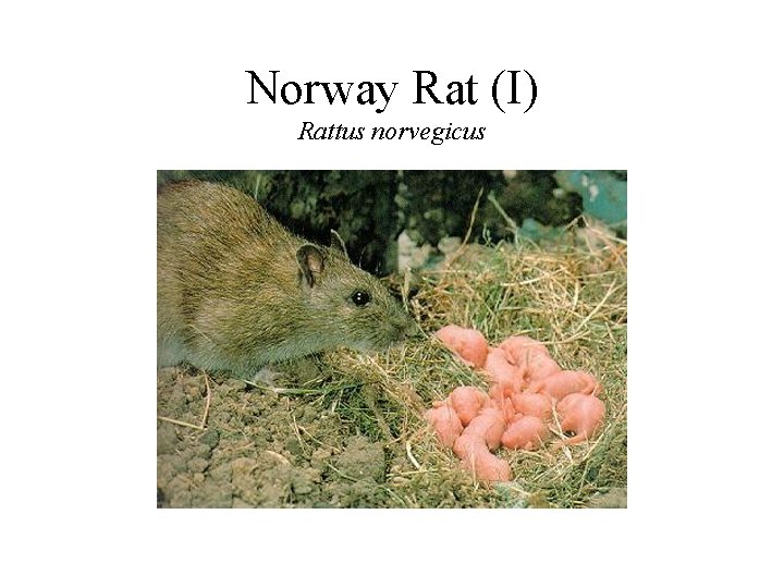 Norway Rat (I) Rattus norvegicus 