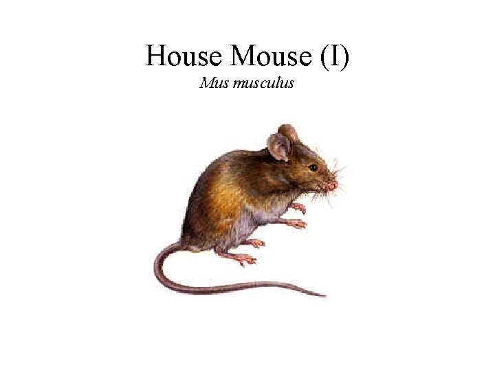 House Mouse (I) Mus musculus 