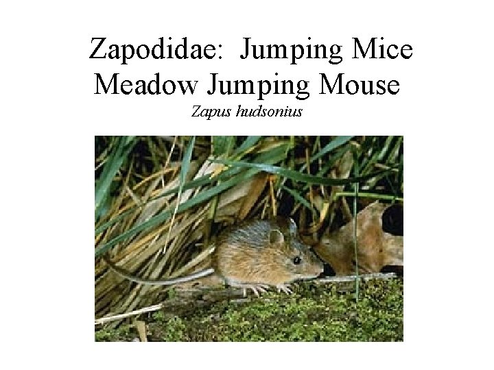 Zapodidae: Jumping Mice Meadow Jumping Mouse Zapus hudsonius 