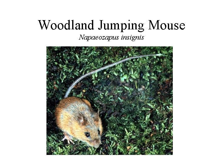 Woodland Jumping Mouse Napaeozapus insignis 