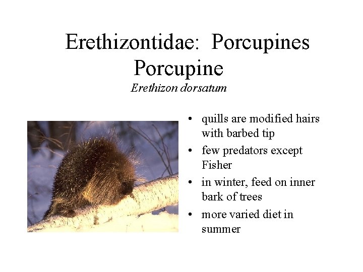 Erethizontidae: Porcupines Porcupine Erethizon dorsatum • quills are modified hairs with barbed tip •