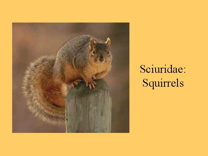 Sciuridae: Squirrels 