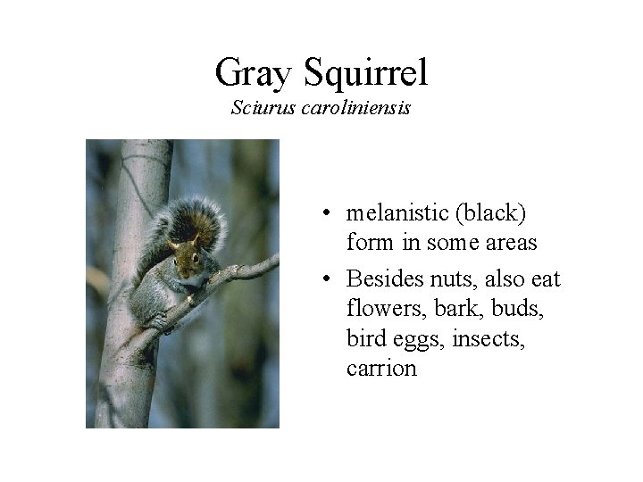 Gray Squirrel Sciurus caroliniensis • melanistic (black) form in some areas • Besides nuts,