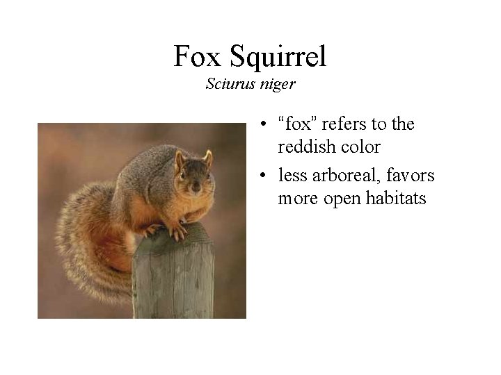 Fox Squirrel Sciurus niger • “fox” refers to the reddish color • less arboreal,